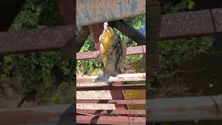 Florida Spotted Tilapia!