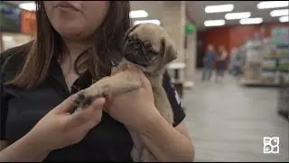 Here's how the Pug stole our Pet Councelor's heart! | Petland Texas