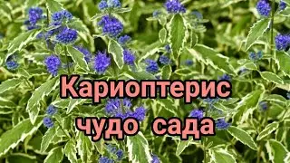 Кариоптерис кладонский пестролистный Орехокрыльник в саду Caryopteris