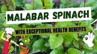 Malabar Spinach (Alugbati) and Its Exceptional Health Benefits