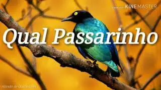 Qual passarinho - Hino Avulso CCB