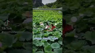Kebun Bunga Seroja Lotus