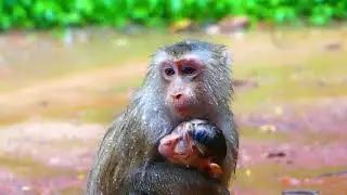 Pity monkey! Because of the heavy rain poor Olivia Tinky Binky monkey was very cold under the rain.