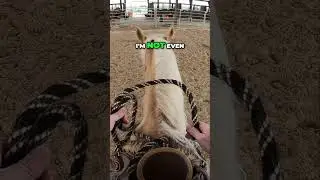 Horse Training: In The Traditional Hackamore
