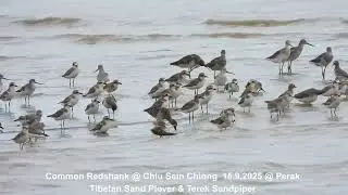 Common Redshank, Tibetan Sand Plover & Terek Sandpiper @ Chiu S C DSCN9385