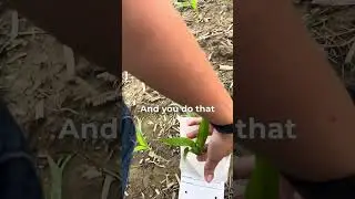 how to pull a tissue sample