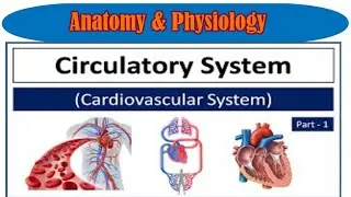 Cardiovascular System Anatomy And Physiology Part:-01