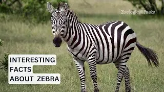 Amazing Facts About The Zebra You Didn't Know! | Zoological Facts