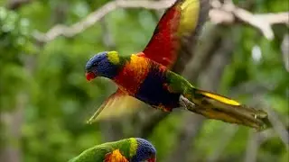Wild Australian Magpies, Cockatoos and Native Birds Party: Epic Chaos