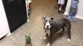 Pitt bull is no longer terrified of pineapple