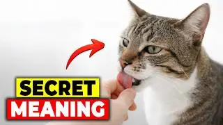 The Hidden Messages Behind Every Cat Lick: What Your Feline Is Really Saying