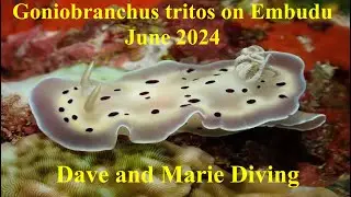 Goniobranchus tritos on Embudu Reef, June 24