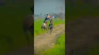 #horse #horselover #horseriding #viralshorts #punjabisong #punjabi #whatsappstatus #shorts #1million