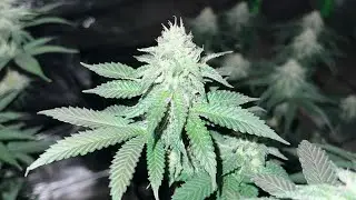 Seed to Harvest: The Vegetative Cycle: Growing Exotic Genetix's