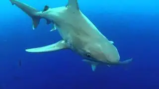 Sandbar Shark Action