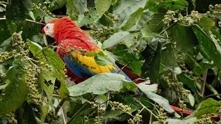 Scarlet macaws (Ara macao) calling