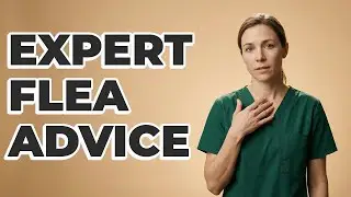 When Is A Vet Consultation Best For Flea Control?