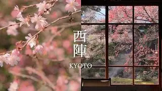 【ガイドブックにない京都】冬の西陣 冬の花が彩る隠れた名所｜桜｜梅｜サザンカ｜水仙｜