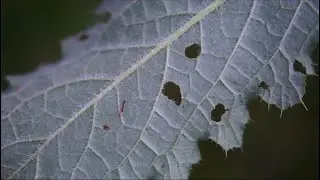 thistle in detail
