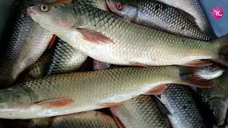 Back to Back Mrigal Fishing at Nach Ghor Pond| Rozina&rsquo;s Club