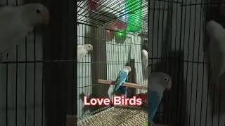 Love birds