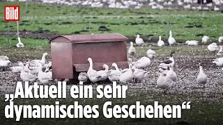 Friedrich-Loeffler-Institut warnt: Hohes Risiko für Vogelgrippeausbrüche