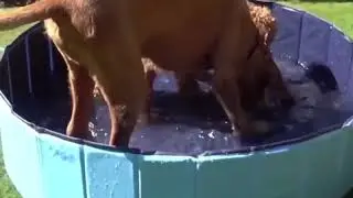 Pet Supply Portable Pet Pool - Foldable