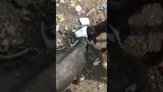 HUNGRY ANIMALS EATING PAPER