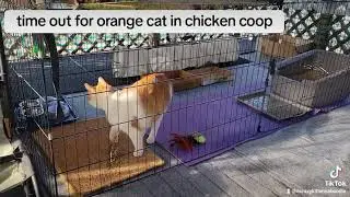 @acrazykittencaboodle Time out for orange cat in chickencoop #cattraining #catbehavior #badcat #cat