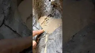 Black sand stores gold #goldpanning #highgradegold #goldrush #prospecting #goldmining #goldhunter