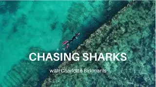 Turning fear into fascination &nbsp;|  why study sharks?