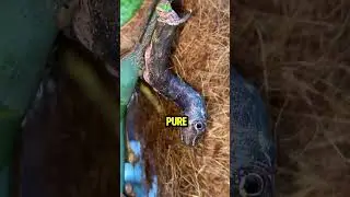 &ldquo;This Caterpillar Pretends to Be a Snake! 🐛😳 Nature&rsquo;s Best Disguise Ever!&rdquo;
