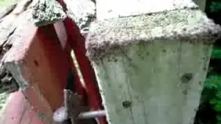 Aphid Infestation