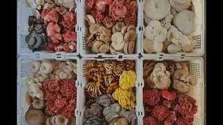 Living Off-Grid While Growing Gourmet Mushrooms For A Profit