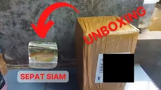 Unboxing Sepat Siam (Snakeskin Gourami)