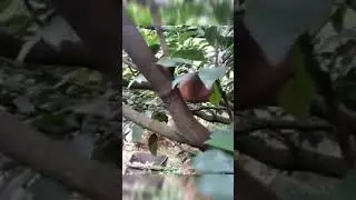 Sapota (Sapodilla) tree and fruit.