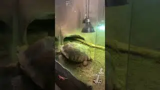 Visiting Reptilia Zoo Vaughan #shorts