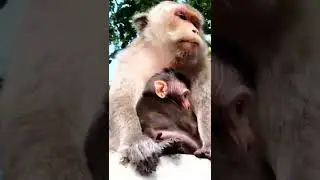 Baby Monkey Find milk