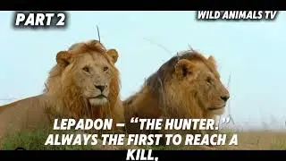 #wildlife#wildanimals#animalworld#nature #wildlifeShorts #ytshorts #viral #jungle#tiger #animalfacts