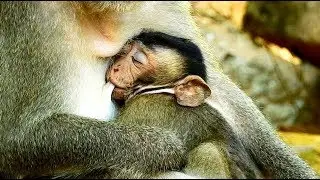 Poor baby monkey Bronx no power sleep on briget chest - Bronx sleeping drink milk baby so cute
