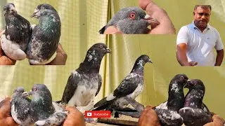 top Border Kabutar 🕊️🤩 Golden High Flying