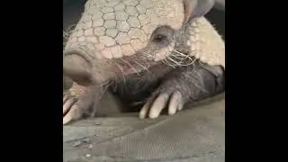 Visit Animal Tracks Sanctuary - Meet Exotic Animals Up Close!