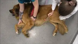 Germanischer B&auml;renhund - Sensorische Polyneuropathie