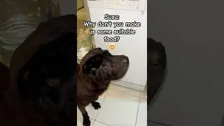 Susu dog would like human food to be suitable for pets too! #shorts #cat #dog #pets #animals #funny