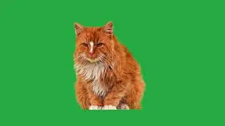 cat green screen video