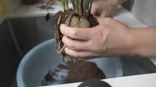 Repotting ZZ Plant Raven