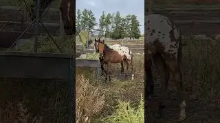 2 brave lil boys&hellip; out being big boys now! #horse #appaloosa #horsebarn