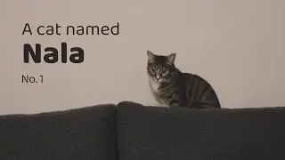 A cat named Nala - No. 1
