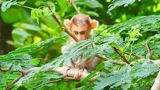 One Two Three! Jump, Babies monkeys playing on the tree, Monkey Camp