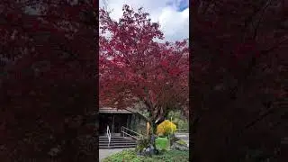 Fall Magic at Trail of the Cedars 🍁🌫️ | North Cascades Hidden Gem